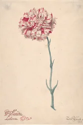 En nejlika Hollandia Liberata, 1675.