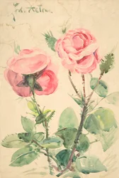 Två rosor, ca. 1884-1904.
