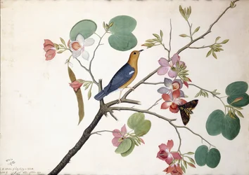 Orangehövdad marktrast, 1778