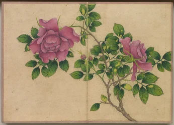 Skrivbordsalbum: Flower and Bird Paintings (Rose)