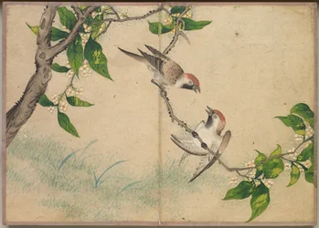 Skrivbordsalbum: Flower and Bird Paintings Gossiping Sparrows, 1700-talet.