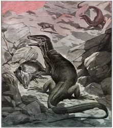 Asiatisk vattenmonitor, ca 1925