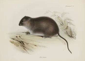 Bush eller brunfotad råtta, Australien, c 1832-1836