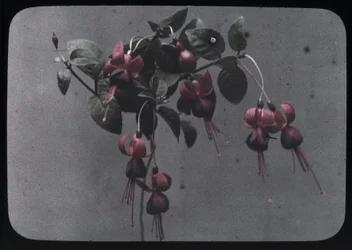 "Fuchsia"