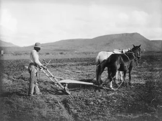 Indier som plöjer sitt land, Sacaton Indian Reservation, Arizona, ca 1909 (s/v foto)