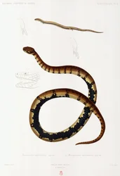 Ödla och Hooded Snake, Algeriet