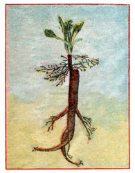 Mandragora