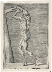 Muskler Anatomisk studie av manlig muskulatur; man bryter en gren, ca 1555