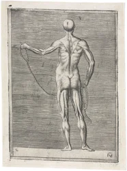 Muskler Anatomisk studie av manlig muskulatur; man som håller ett rep, ca 1555