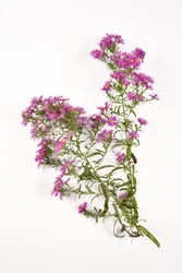 Rosa blommor av Michaelmas Daisy aster amellus