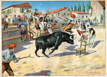 Tjurar i Camargue. Tjurfäktning i Camargue.