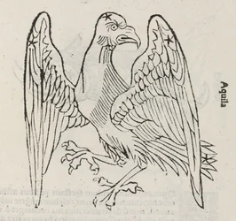 Stjärnbilden Aquila
