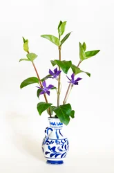 Tre stjälkar av storsnäcka (Vinca major) som blommar i vas (foto)