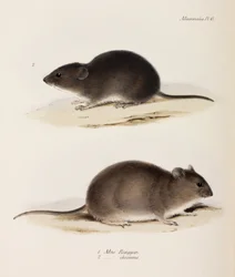 Två typer av mus, c 1832-1836