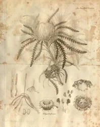 Det här är tavla 3 från volym 10 av Transactions of the Linnean Society of London, publicerad 1811. Växten som avbildas är Dryandra formosa (nu Banksia formosa)