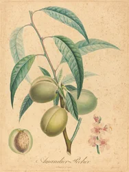 Mandel - Persika