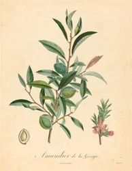 Georgia mandelträd