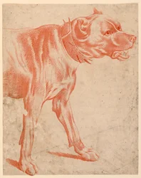 Den främre delen av en hund
