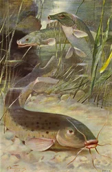 Elektrisk havskatt, Bichir, Trunkfish