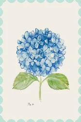 Illustration av en blå hortensia