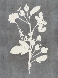 Botanisk ros-silhuett