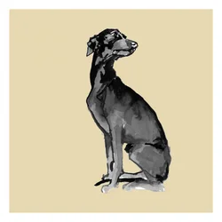 Elegant svart hund