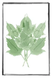 Färska gröna blad