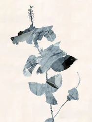 Hibiskusblomma – abstrakt