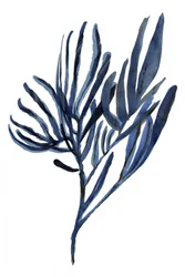 Indigo Botaniska grenar