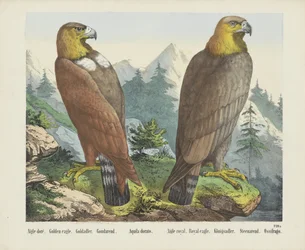 Aigle doré. / Kungsörn. / Goldadler. / Goudarend. / Aquila dorato. / Aigle kunglig. / Kunglig örn. / Königsadler. / Steenarend. / Ossifrago (titel på objekt)
