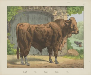 Boeuf. / Ox. / Ochs. / Bove. / Os (titel på objekt)