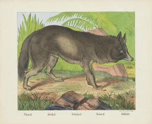 Chacal. / Jackal. / Schakal. / Sciacal. / Jakhals (titel på objekt)