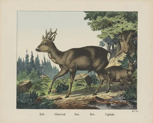 Reh. / Chevreuil. / Roe. /Ree. / Capriulo (titel på objekt)