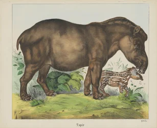 Tapir (titel på objekt)