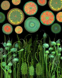 Fantastiska botaniska mönster
