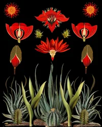 Blommor i den röda öknen