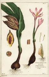 Höstkrokus, ängsaffran eller nakna damer, Colchicum autumnale, Linn