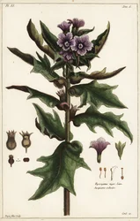 Svart hönsbane, jusquiame noire, Hyoscyamus niger Linn