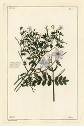 Vanlig jasmin, Jasminum officinale, Linn