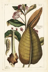 Vanlig mjölkgräs, Asclepias syriaca