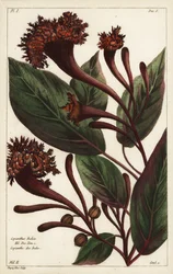 Cornucopian buske, Copianthus indica, Hil