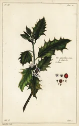 Europeisk järnek, Ilex aquifolium, Linn
