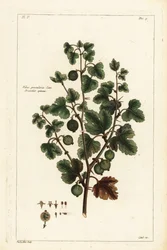 Krusbär, Ribes grossularia