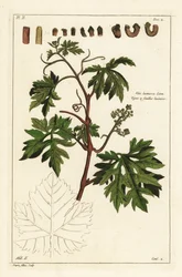 Blad och spirande druvor på en vinranka, Vitis vinifera
