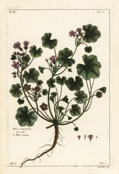 Låg malva eller rundbladig malva, Malva pusilla