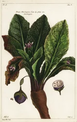 Mandrake, Mandragora