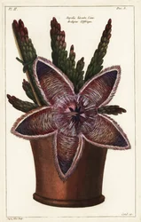 Sjöstjärneblomma eller kadaverväxt, Stapelia hirsuta Linn