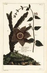 Sjöstjärneväxt, Orbea variegata 1 och vit svalört, Vincetoxicum hirundinaria 2