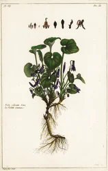 Söt viol, Viola odorata